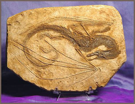 dragon fossils.